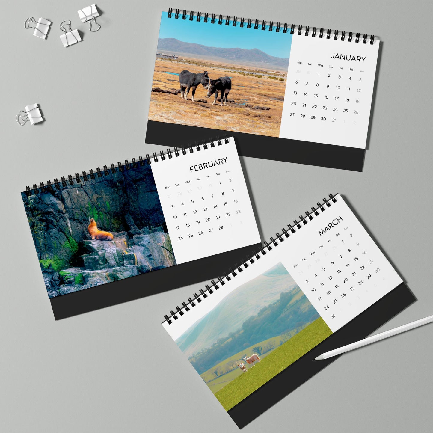 2025 Calendar - Wildlife Edition (Desk)