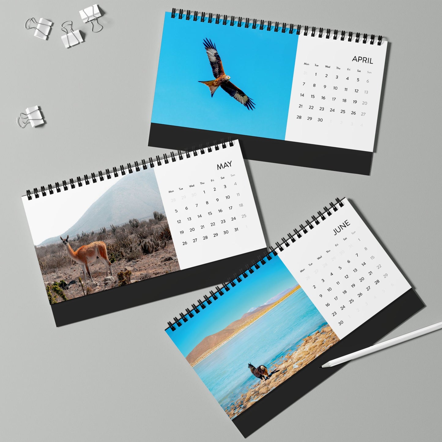 2025 Calendar - Wildlife Edition (Desk)