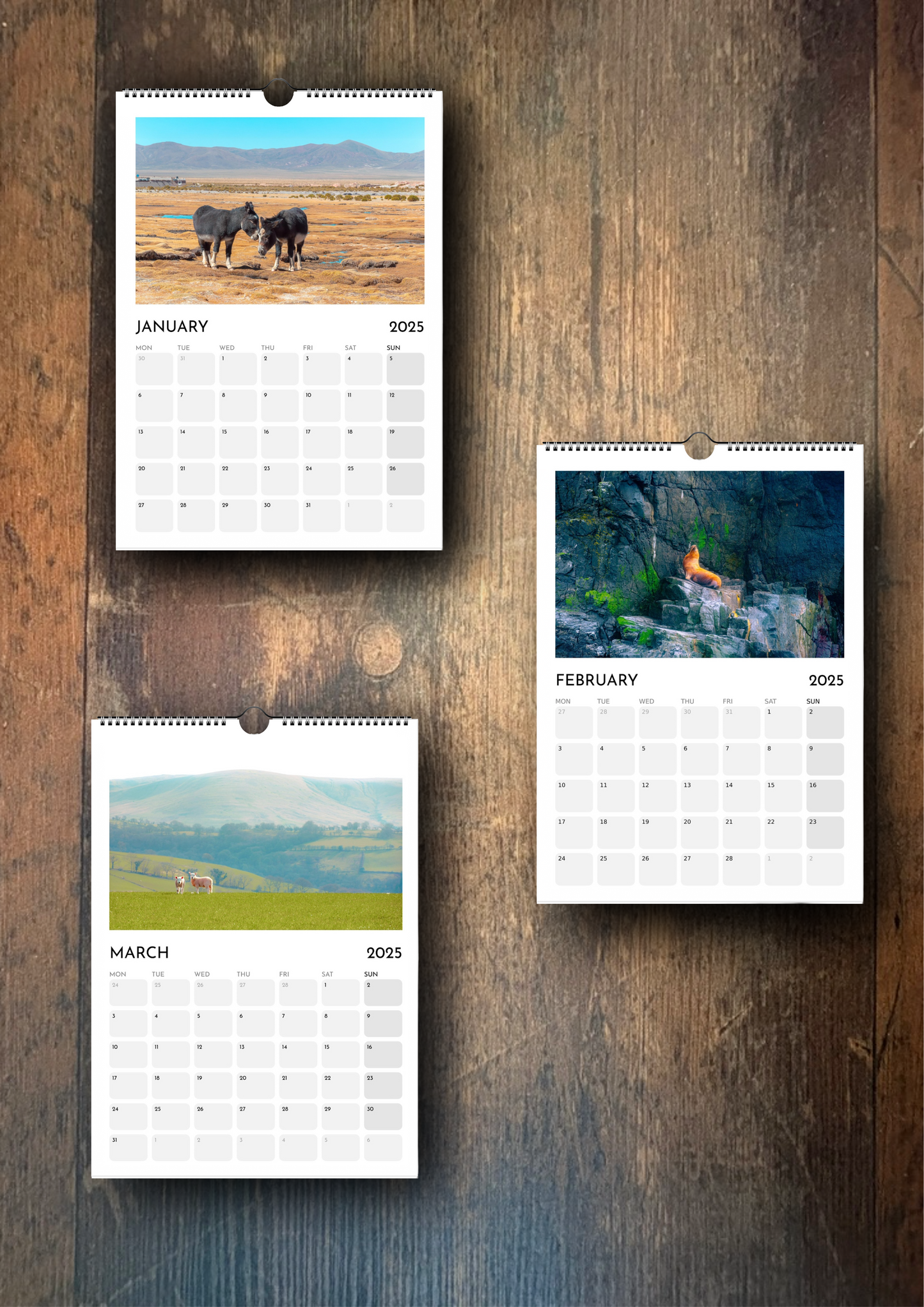 2025 Calendar - Wildlife Edition (Wall)